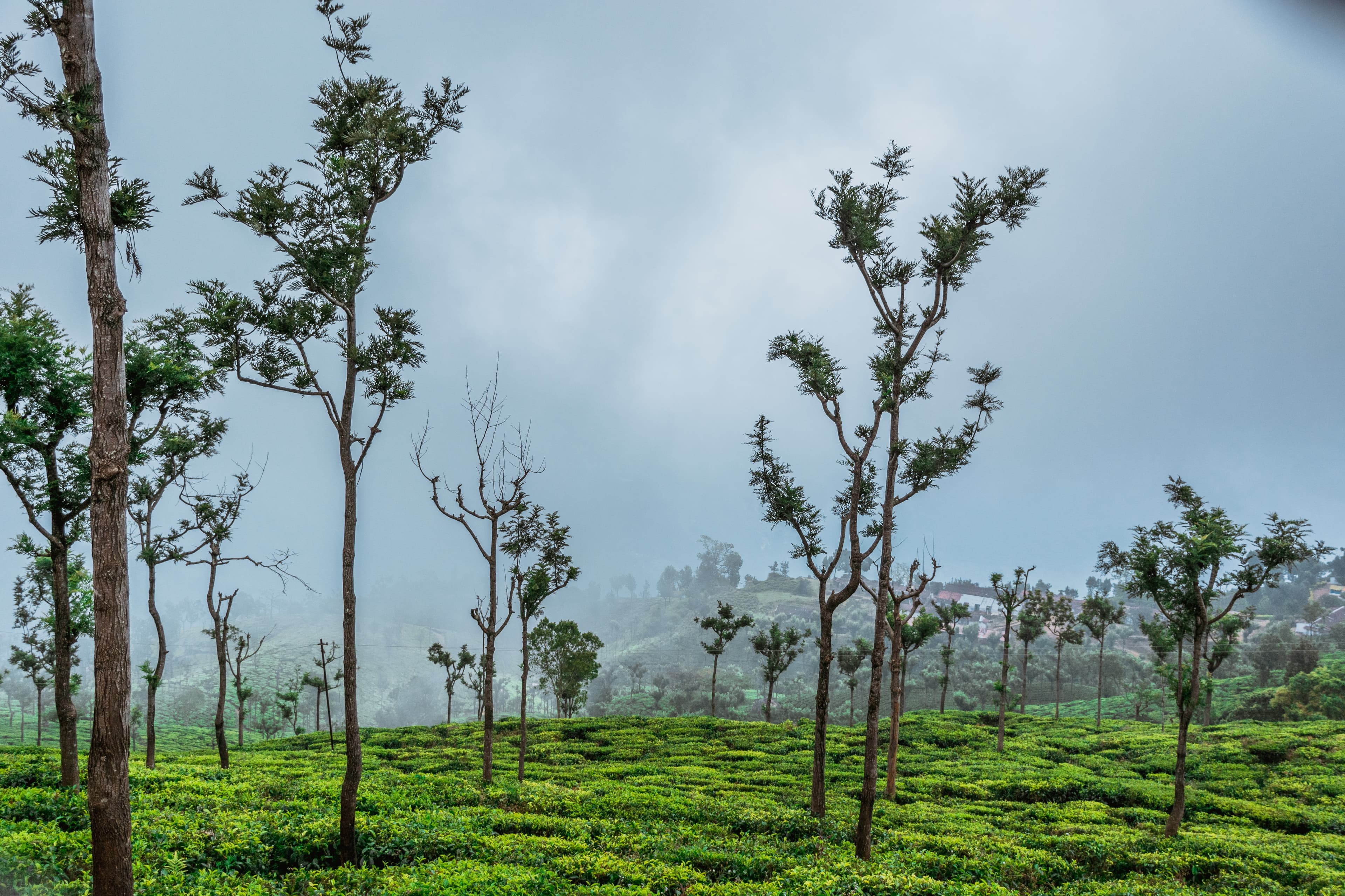 coonoor