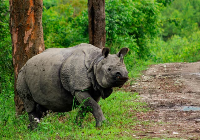 Kaziranga National Park: Must Knows for Foreign Travelers